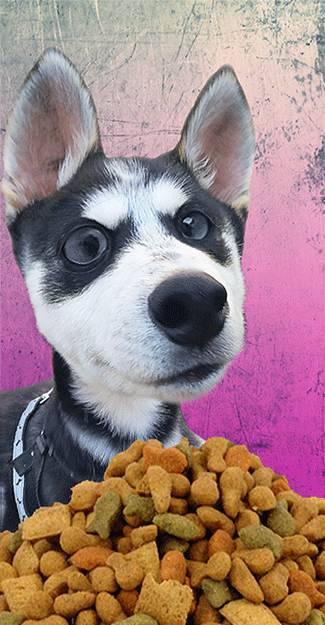 PageWilliams-happy-husky
