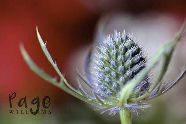 PageWilliams-fine-art-after