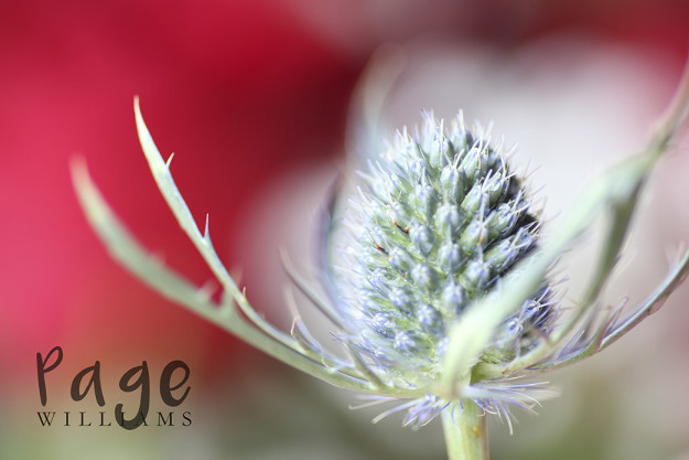 PageWilliams-fine-art-before