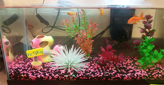 PageWilliams-swimming-fish