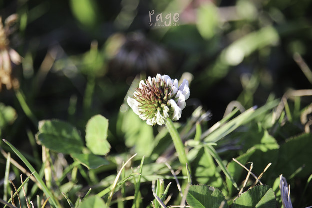 PageWilliams-SummerWildflowers4